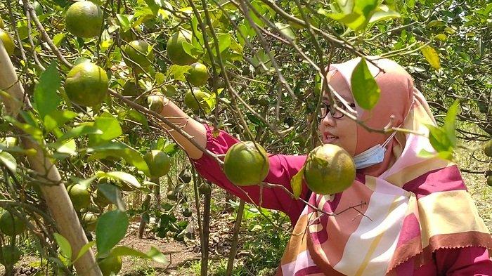 Jeruk Segeran Jadi Potensi Lokal Unggulan Kabupaten Indramayu Selain Buah Mangga